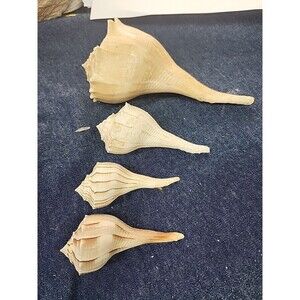 4 Whelk Shells 4 To 7ish Inches Long